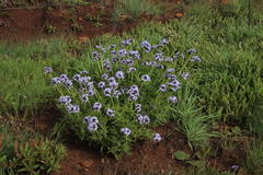 Pentanisia prunelloides prunelloides