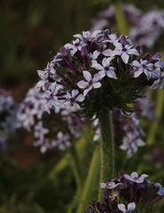 Pentanisia prunelloides prunelloides