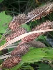 Carex typhina