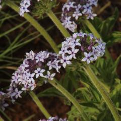 Pentanisia prunelloides prunelloides