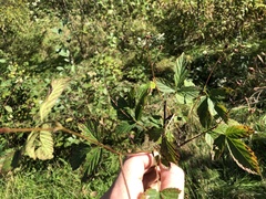 Rubus humilior