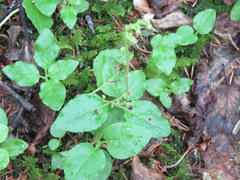 Orthilia secunda