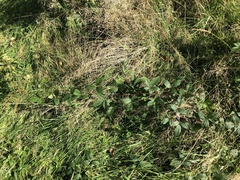 Rubus humilior