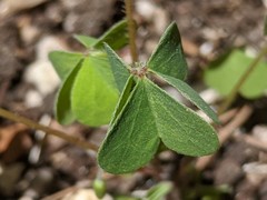 Oxalis