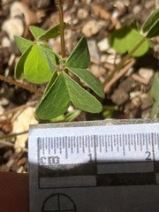 Oxalis