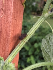 Anasa scorbutica