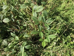 Rubus humilior