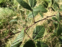 Rubus humilior