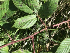 Rubus humilior
