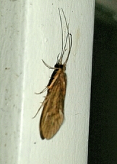 Hydropsyche exocellata