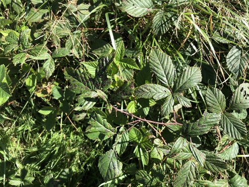 Humble Blackberry (Rubus humilior)