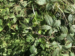 Rubus humilior