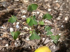 Oxalis