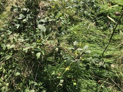 Rubus humilior