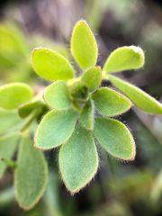 Acmispon denticulatus