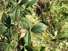 Rubus humilior
