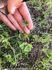 Acmispon denticulatus