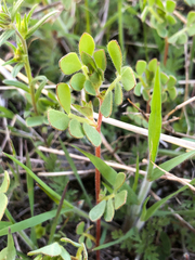 Acmispon denticulatus