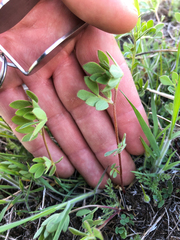Acmispon denticulatus