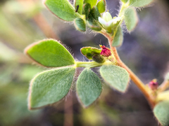 Acmispon denticulatus