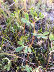 Acmispon denticulatus