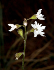 Lithophragma parviflorum parviflorum
