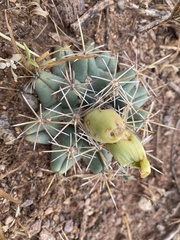Coryphantha robustispina