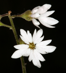 Lithophragma parviflorum parviflorum