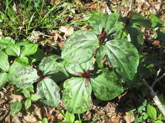 Trillium maculatum