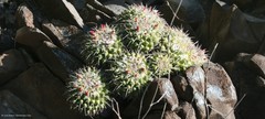 Mammillaria compressa compressa