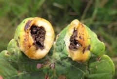 Annona senegalensis senegalensis