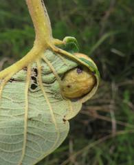 Annona senegalensis senegalensis