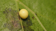 Zopheroteras hubbardi