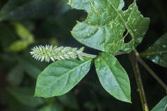 Cyathula achyranthoides