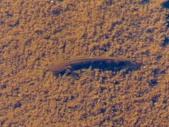 Ambystoma macrodactylum