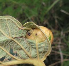 Annona senegalensis senegalensis