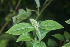 Cyathula achyranthoides