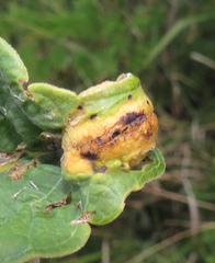 Annona senegalensis senegalensis