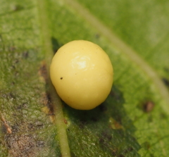 Zopheroteras hubbardi