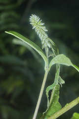 Cyathula achyranthoides