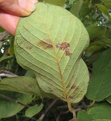 Annona senegalensis senegalensis