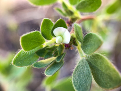 Acmispon denticulatus
