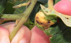 Annona senegalensis senegalensis