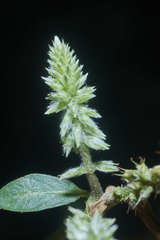 Cyathula achyranthoides