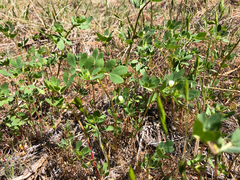 Acmispon denticulatus