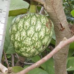 Annona senegalensis senegalensis
