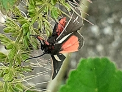 Virbia polyphron