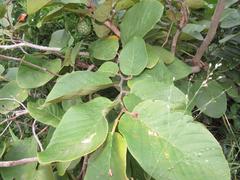 Annona senegalensis senegalensis