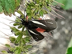 Virbia polyphron