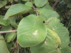 Annona senegalensis senegalensis